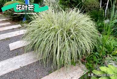 北方最耐寒的水草有哪些，适合北方耐寒的大叶水草？