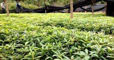 如何批发种植真楠苗？