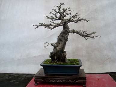对节白蜡盆景造型大全，白蜡盆景适合家里养吗？