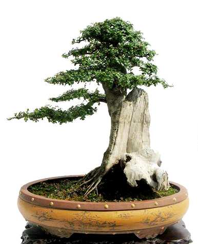 对节白蜡盆景造型大全，白蜡盆景适合家里养吗？