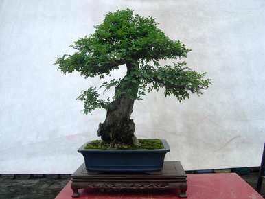 对节白蜡盆景造型大全，白蜡盆景适合家里养吗？