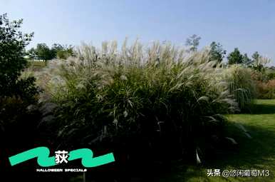 北方最耐寒的水草有哪些，适合北方耐寒的大叶水草？