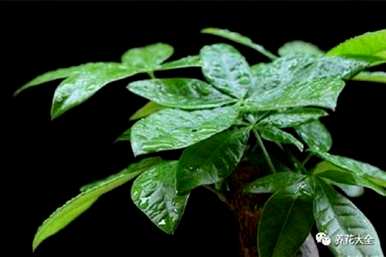 种植发财树的方法及注意事项，种植发财树应注意哪些问题？