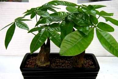 种植发财树的方法及注意事项，种植发财树应注意哪些问题？