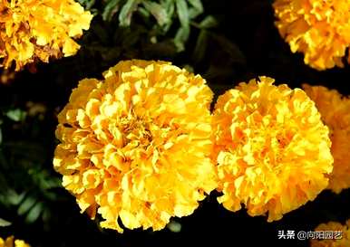 万寿菊种植一亩收入，万寿菊的特点是什么？