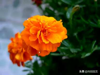 万寿菊种植一亩收入，万寿菊的特点是什么？