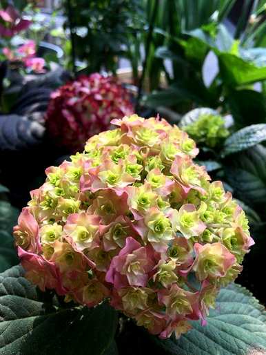 银边绣球花育种方法，绣球花如何育种最好