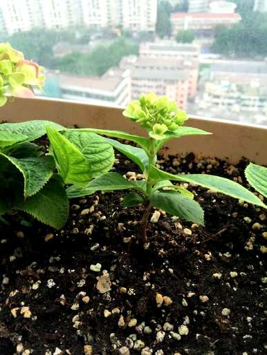银边绣球花育种方法，绣球花如何育种最好