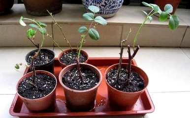 月季花的繁殖方法和图片，月季花的繁殖方法小视频