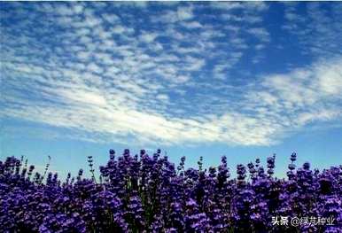 云南薰衣草开放季节，薰衣草什么时候开放