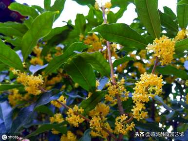如何培育北方桂花，北方桂花室内盆栽