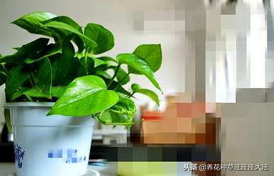 为什么绿萝叶尖黄，柱绿萝叶尖黄？