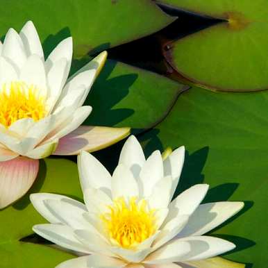 家里怎么养莲花，家里怎么养莲花？
