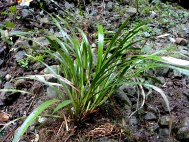 什么花适合花木兰种植，多花木兰种植方法是什么？