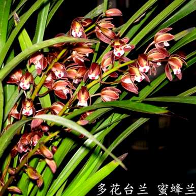 什么花适合花木兰种植，多花木兰种植方法是什么？