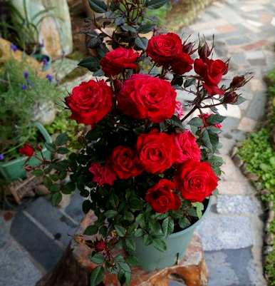 月季花怎么种，月季花怎么种？