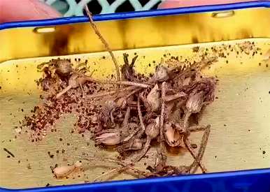 如何播种矮牵牛种子，几个月内播种双瓣矮牵牛种子