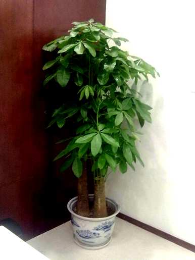 如何最好地维护发财树？如何维护发财树多肉？