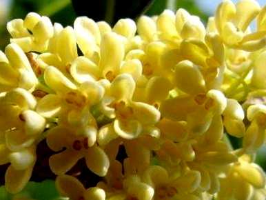 桂花树不开花怎么处理？桂花树怎么养才能开花？