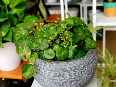 什么是观赏性高的水培植物，什么是水培植物？
