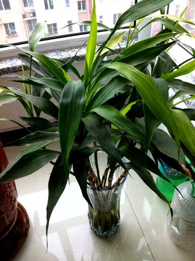 什么是观赏性高的水培植物，什么是水培植物？
