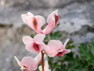 紫堇花语是什么，三色堇花语是什么？