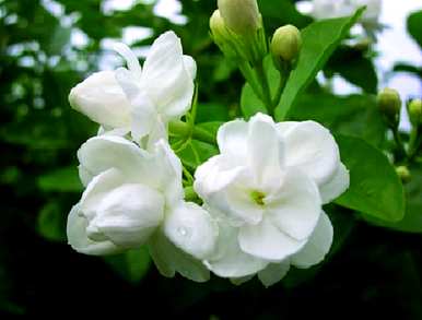 六月开什么花？六月开什么花？