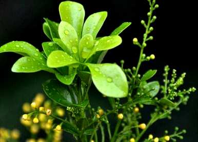六月开什么花？六月开什么花？