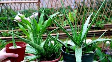 芦荟怎么养，芦荟怎么养？