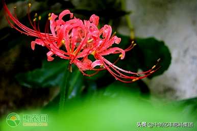 石蒜花适合在家养殖吗？石蒜花如何养殖？