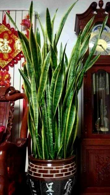 虎皮兰怎么养才能长高，虎皮兰怎么养才能长高？