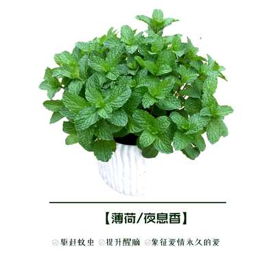 庭院驱蚊植物有哪些？庭院驱蚊植物有哪些？