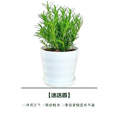 庭院驱蚊植物有哪些？庭院驱蚊植物有哪些？