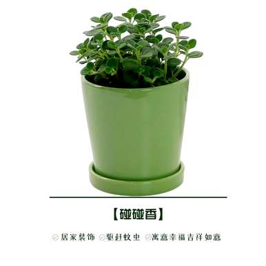 庭院驱蚊植物有哪些？庭院驱蚊植物有哪些？