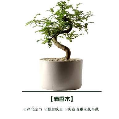 庭院驱蚊植物有哪些？庭院驱蚊植物有哪些？
