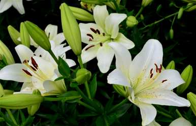 什么是百合花的花语，什么是百合花的花语象征着什么？