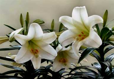 什么是百合花的花语，什么是百合花的花语象征着什么？