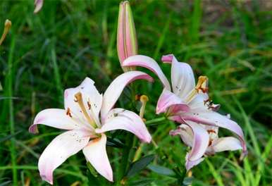 什么是百合花的花语，什么是百合花的花语象征着什么？