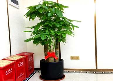 发财树的叶子枯萎了，没有精神。发财树怎么养才茂盛？