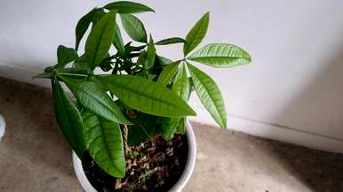 发财树的叶子枯萎了，没有精神。发财树怎么养才茂盛？