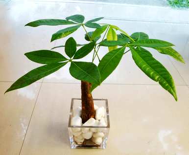 发财树的叶子枯萎了，没有精神。发财树怎么养才茂盛？