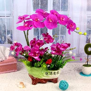 如何养蝴蝶兰，北方养蝴蝶兰