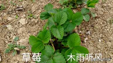 如何种植草莓苗，如何种植草莓苗