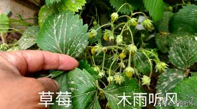如何种植草莓苗，如何种植草莓苗