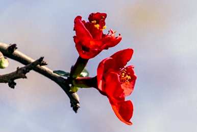 贴梗海棠的花期是几个月。贴梗海棠的花语是什么？