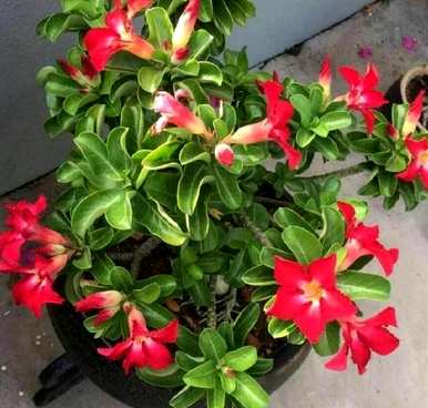 室内有毒花卉有哪些？室内有毒花卉图片齐全
