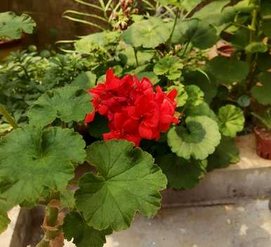 室内有毒花卉有哪些？室内有毒花卉图片齐全
