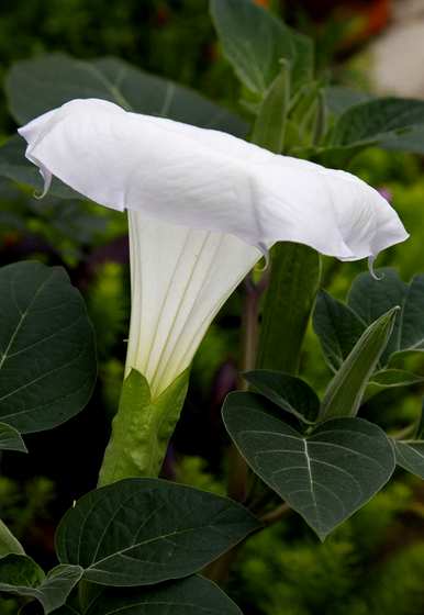 月光花什么时候开，月光花什么时候开？