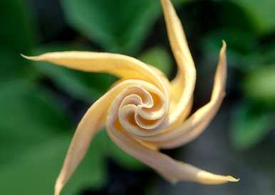 月光花什么时候开，月光花什么时候开？