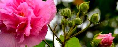 芙蓉花怎么养，芙蓉花怎么养老桩？